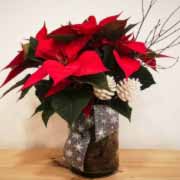 PLANTA DE NAVIDAD EXTRA- CON JARRÓN DE CRISTAL