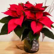 PLANTA DE NAVIDAD EXTRA- CON JARRÓN DE CRISTAL