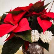 PLANTA DE NAVIDAD EXTRA- CON JARRÓN DE CRISTAL