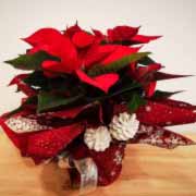 PLANTA DE NAVIDAD PARA REGALAR - EXTRA