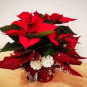 PLANTA DE NAVIDAD PARA REGALAR - EXTRA