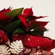 PLANTA DE NAVIDAD PARA REGALAR - EXTRA