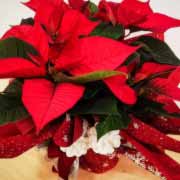 PLANTA DE NAVIDAD PARA REGALAR - EXTRA