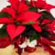 PLANTA DE NAVIDAD PARA REGALAR - EXTRA